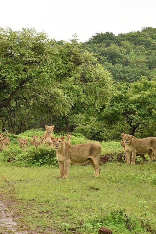 Gujarat: Gir National Park Forest Lion Safari in Open Jeep - Alternative Attractions Nearby