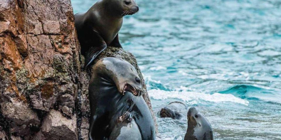 Islas Ballestas Boat Tour - The Galapagos of Peru - Tips for an Enjoyable Experience