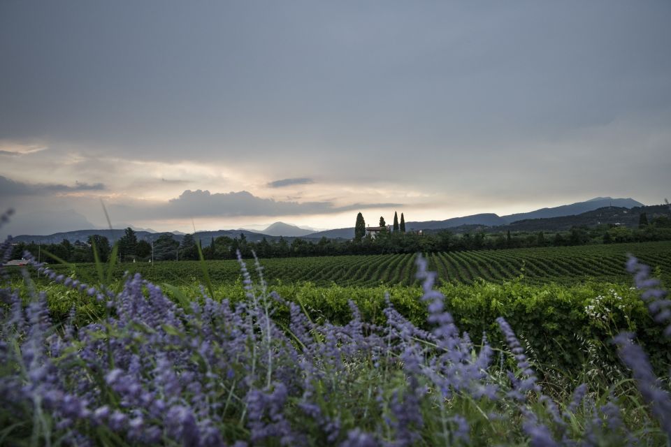 Lake Garda: Wine Tour and Tasting Experience in Bardolino - Local Attractions in Bardolino