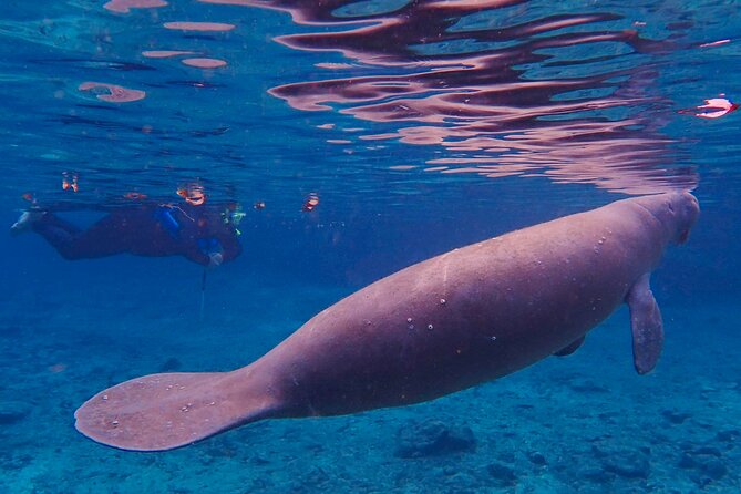 Manatee Snorkel Tour From American Pro Diving Center - Tips for a Successful Tour