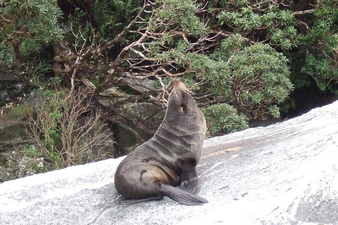 Milford Sound Glacier Flight & Cruise From Wanaka - Tips for a Great Experience