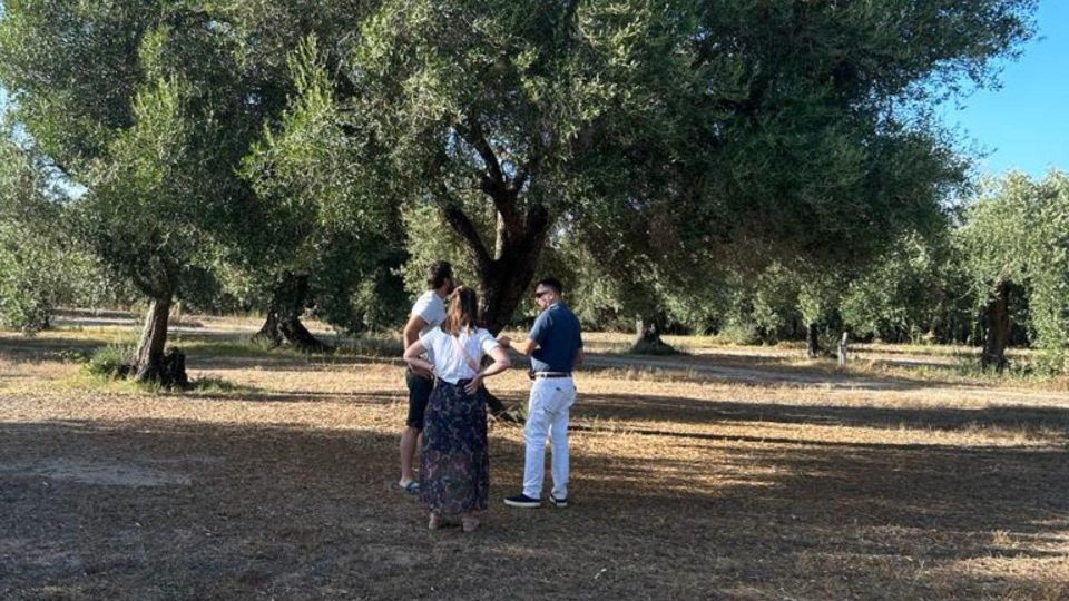 Oristano: Olive Tree Grove Guided Visit With Tasting - Tips for Your Visit