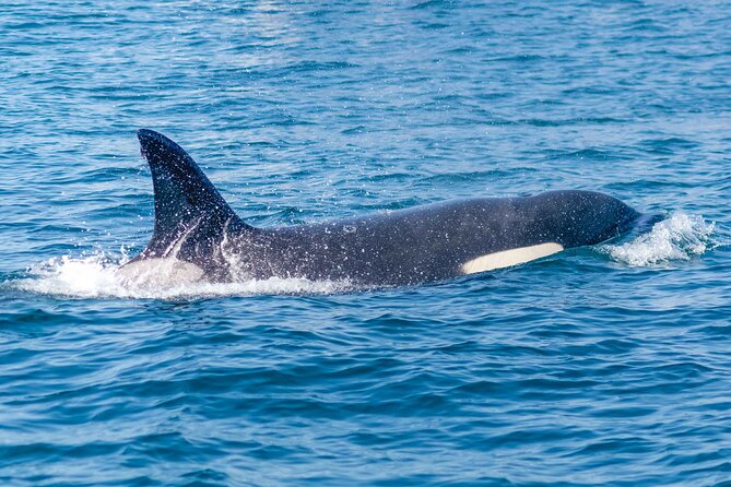 Portimão: 2H30 Guaranteed - Dolphins and Seabirds - Biologist on Board - Additional Tour Information