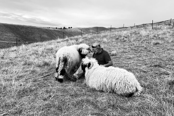 Private Farm Tour With Rose Creek Valais Blacknose Sheep - What to Expect During the Tour