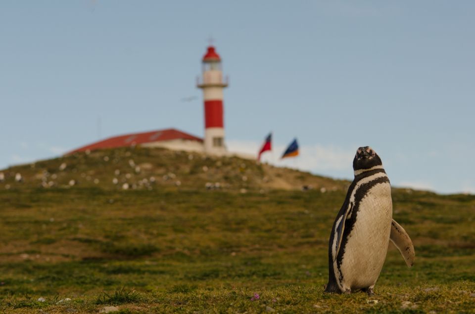 Punta Arenas: Walk With Penguins on Magdalena & Marta Island - Nearby Attractions