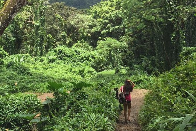 Rainforest Waterfall Trail and Shuttle Service - Tips for a Great Experience