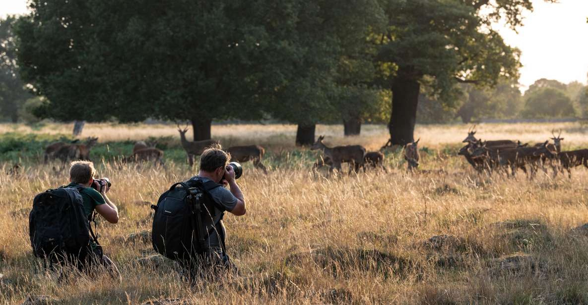 Richmond Park, London: Sunset Wildlife Photography Workshop - Participant Experience