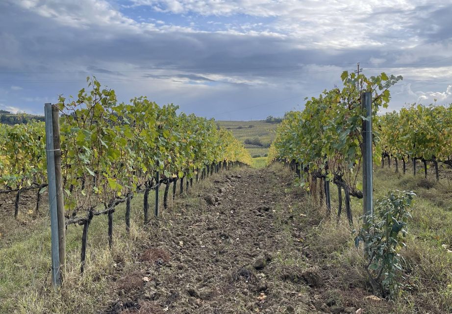 San Gimignano: Vineyard and Cellar Tour With Wine Tasting - Exploring San Gimignano