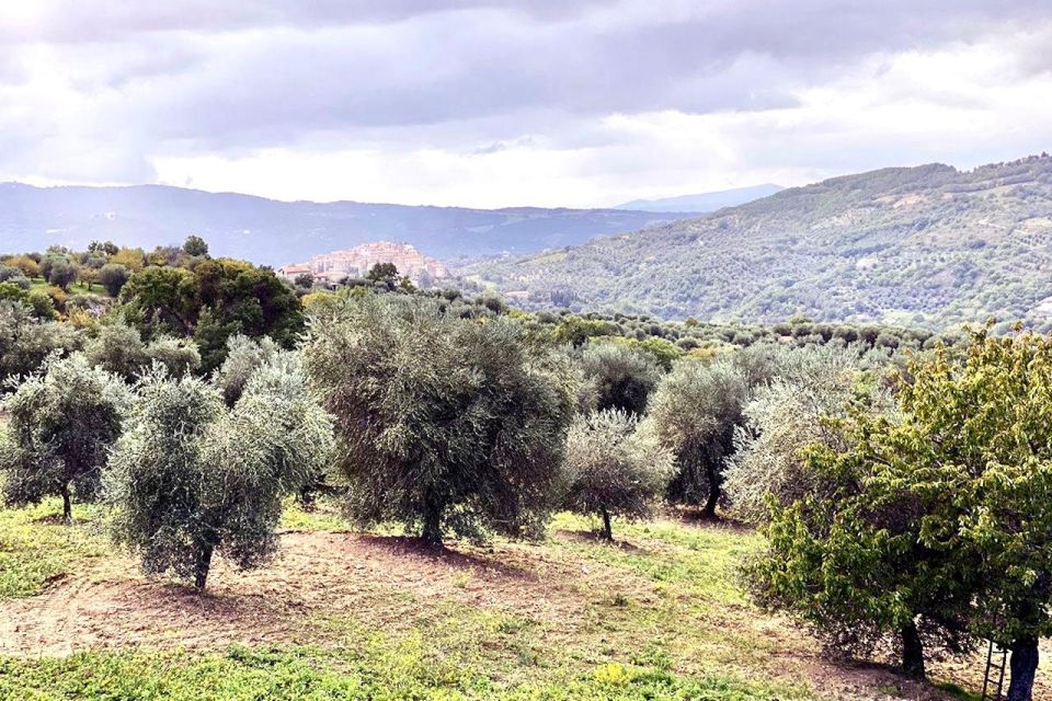 Seggiano: Guided Tour of the Olive Grove and Food Tasting - Customer Reviews and Ratings