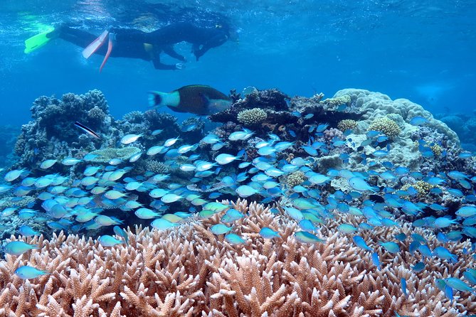 Silversonic Outer Great Barrier Reef Cruise From Port Douglas - What to Expect on Board