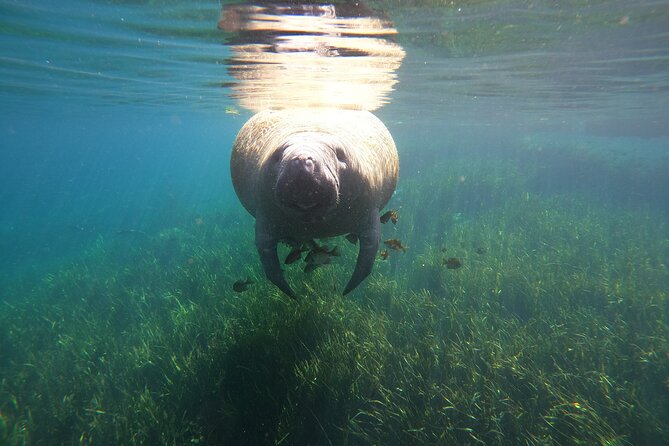 Small Group Manatee Snorkel Tour With In-Water Guide and Photographer - Booking Information