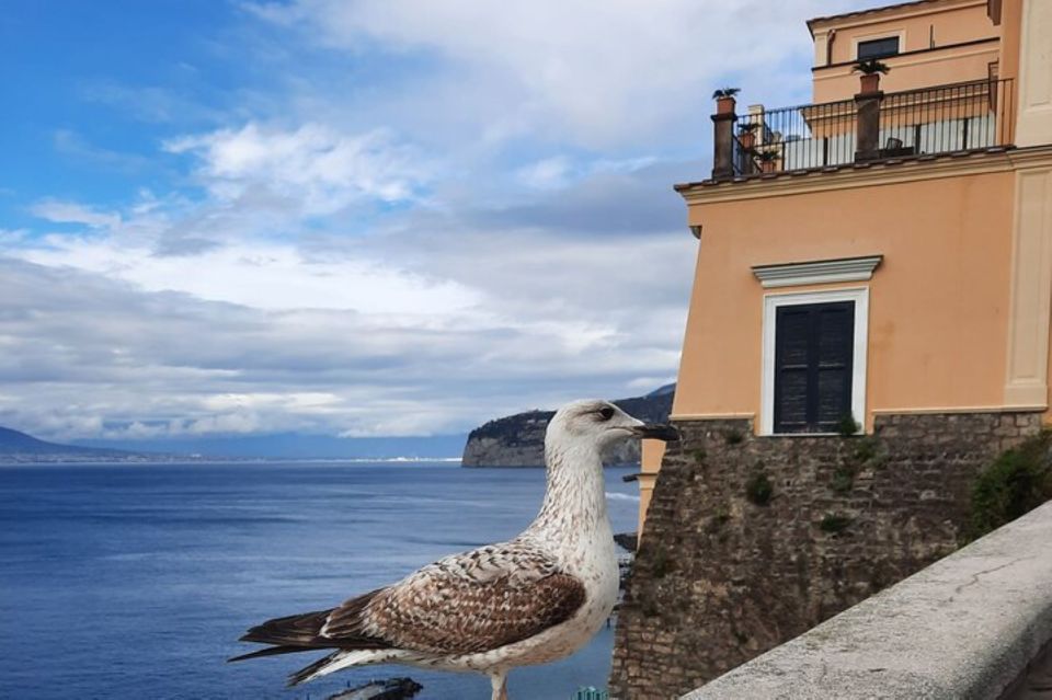 Sorrento: Walking in the Grand Tour With Stunning Landscapes - Customer Reviews and Ratings