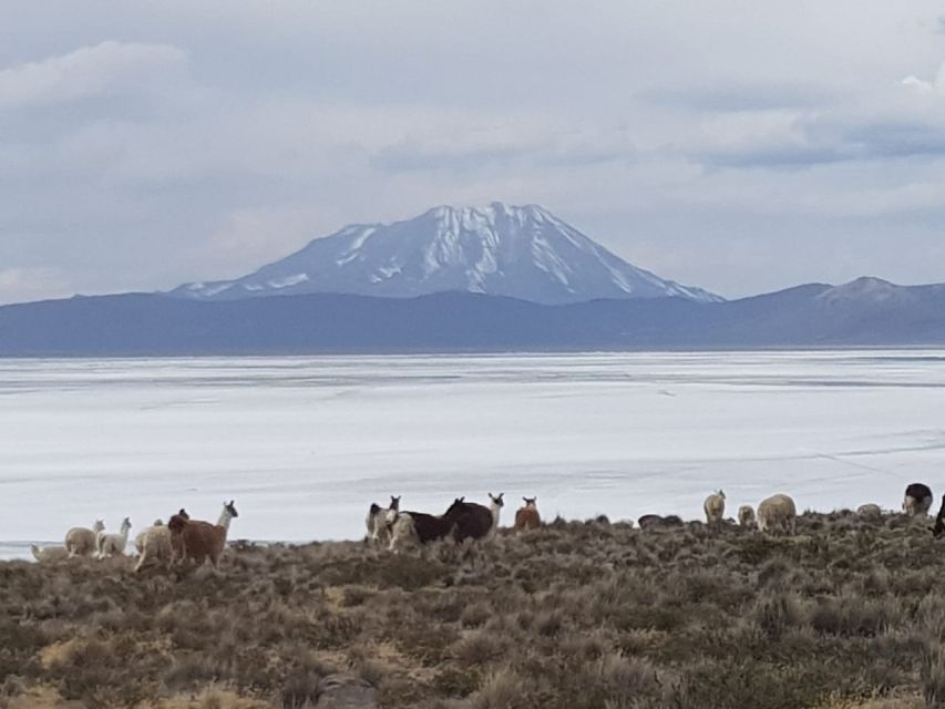 From Arequipa: Salinas Lagoon Full-Day Trip With Hot Springs - Frequently Asked Questions