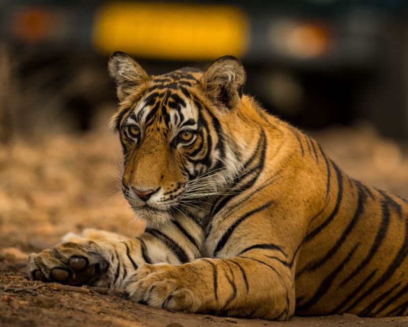 From Jaipur: Overnight Ranthambore Tiger Safari Private Tour - Frequently Asked Questions