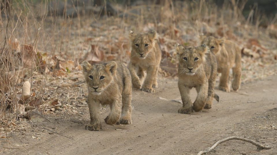 From Rajkot: Gir Somnath Weekend Tour - Frequently Asked Questions