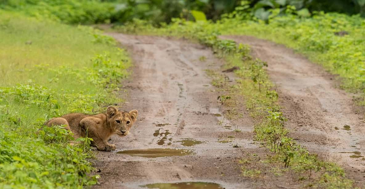 Gujarat: Gir National Park Forest Lion Safari in Open Jeep - Frequently Asked Questions