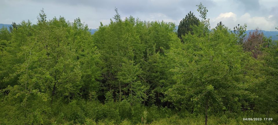 Linguaglossa: North Etna Guided Forest Walking Tour - Recap