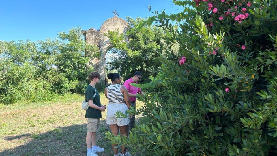 Oristano: Olive Tree Grove Guided Visit With Tasting - Frequently Asked Questions