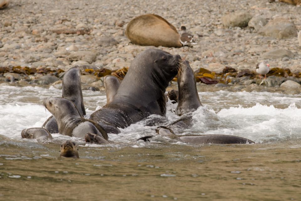 Punta Arenas: Walk With Penguins on Magdalena & Marta Island - Frequently Asked Questions