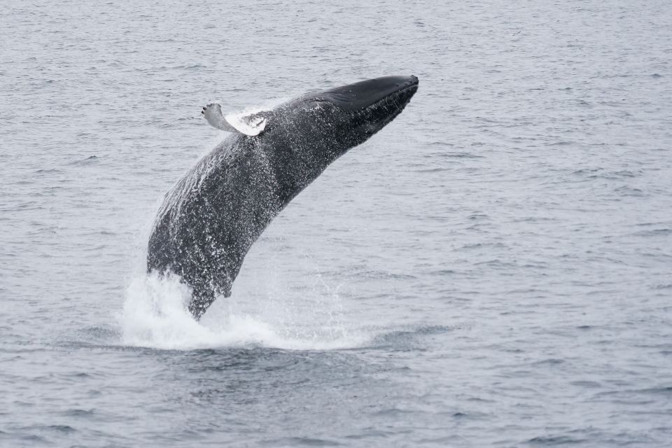 Reykjavik: Whale & Marine Adventure Tour - Frequently Asked Questions