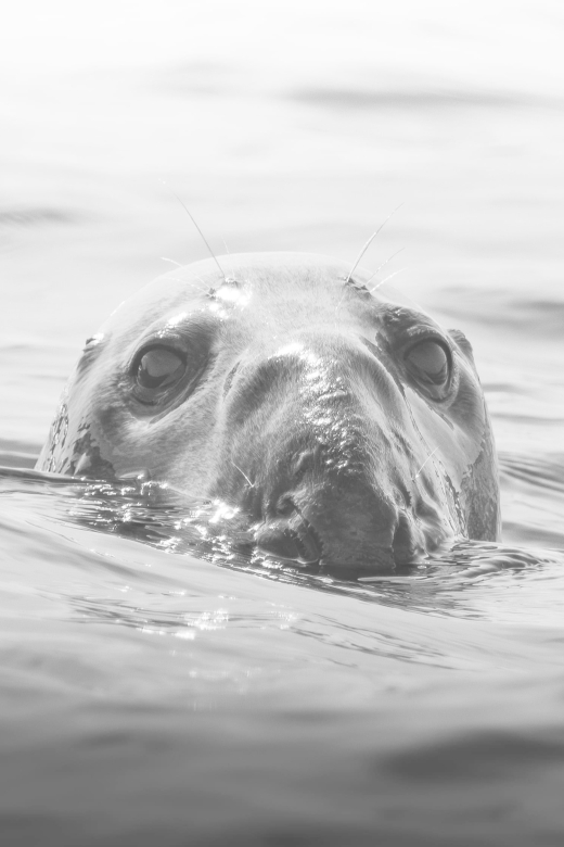 Rounding Cornwall Boat Trip Experience. (Departing Hayle) - Frequently Asked Questions