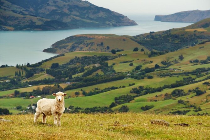 Akaroa Eco-Safari With Alpaca Farm Tour and Wine Tasting - Key Points