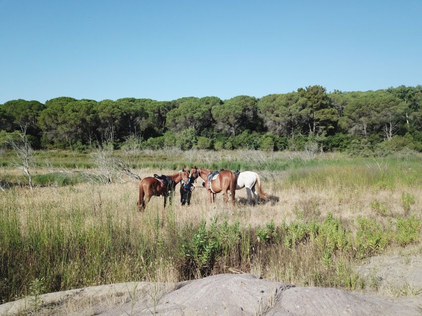 Alghero: Lake Baratz Guided Horseback Ride - Key Points