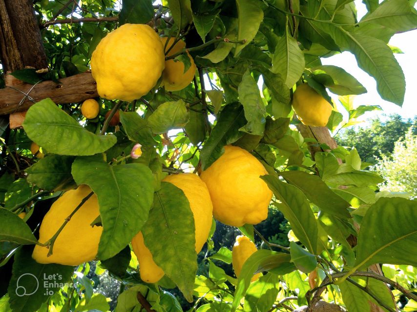 Amalfi Coast: Lemon Tour With Tasting - Key Points