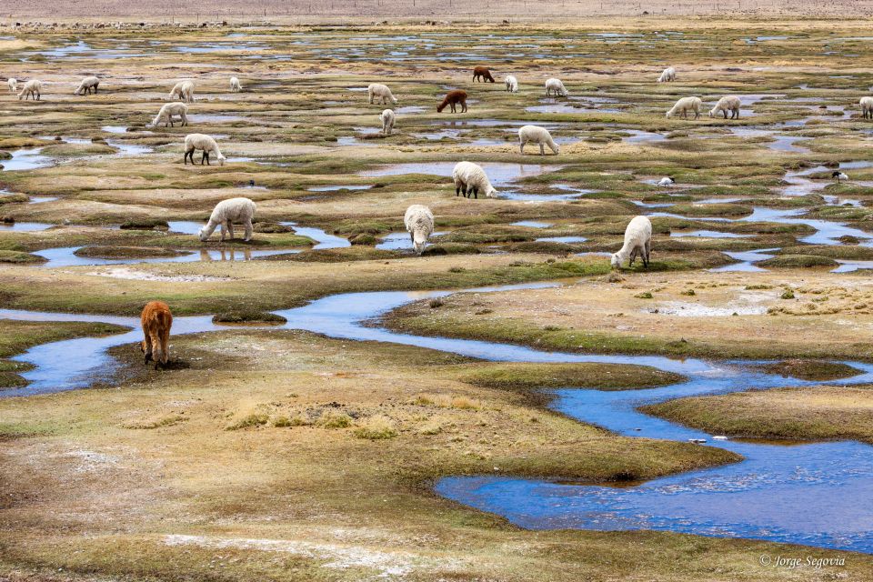 Andean Saltflats Full-Day With Breakfast and Lunch - Key Points