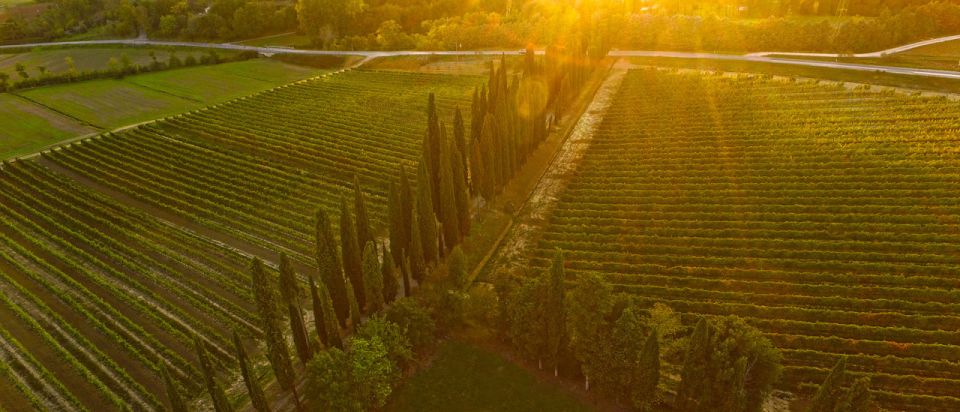 Arezzo: Val Di Chiana Wine Tasting Experience - Key Points