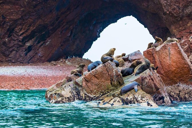 Ballestas Islands Group Tour From San Martin Port - Key Points