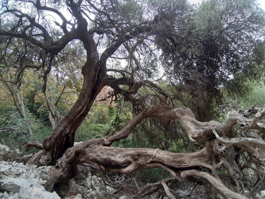 Baunei: Cala Goloritzé Trekking Tour With a Guide - Key Points