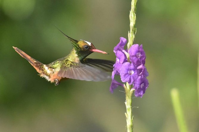 Birding in the Rainforest - Key Points