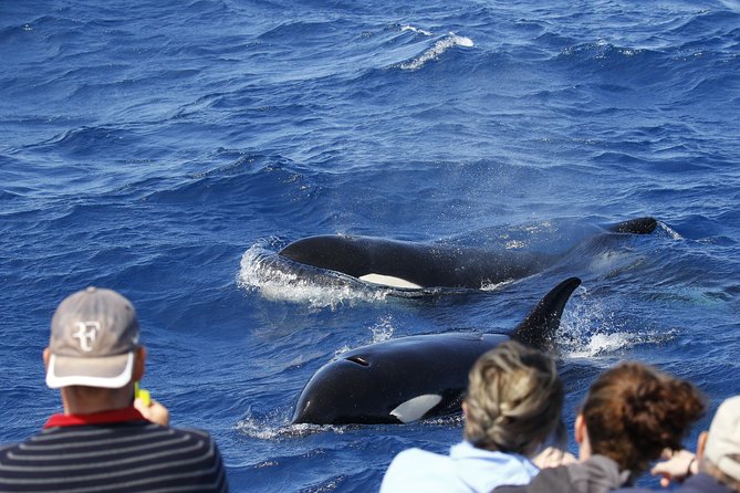 Bremer Canyon Killer Whale (Orca) Expedition - Key Points