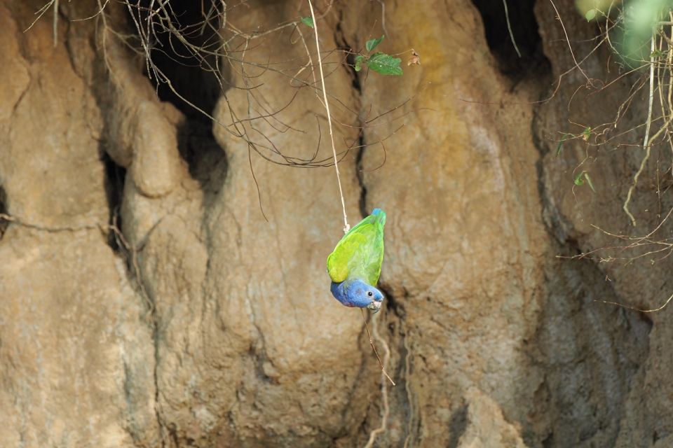 Cachuelas Parrots Claylick, Collpa Cachuela - Key Points