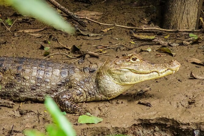 Cano Negro by Boat Including Traditional Costa Rican Lunch - Overview of the Tour