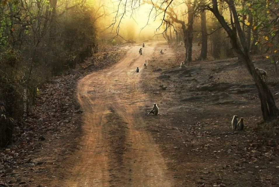 Canter Safari: Skip-the-line Entry Ranthambore Tiger Reserve - Key Points