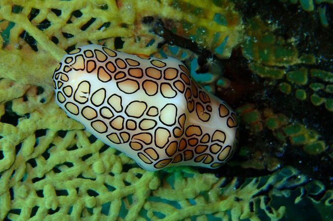 Champagne Reef Snorkeling Tour at Champagne Beach in Dominica - Overview of the Tour