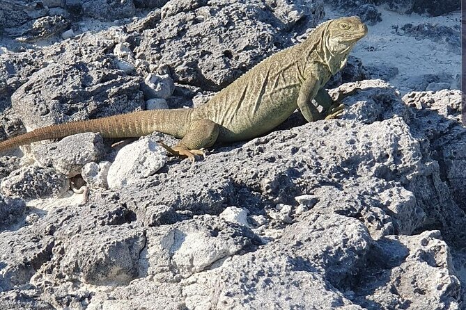 Clear Bottom Kayaks Mangrove and Iguana Tour - Key Points