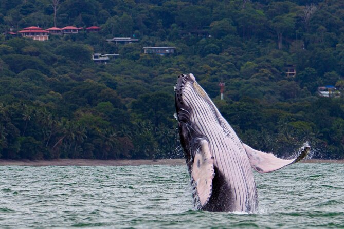 Combo Tour Marino Ballena National Park - Key Points