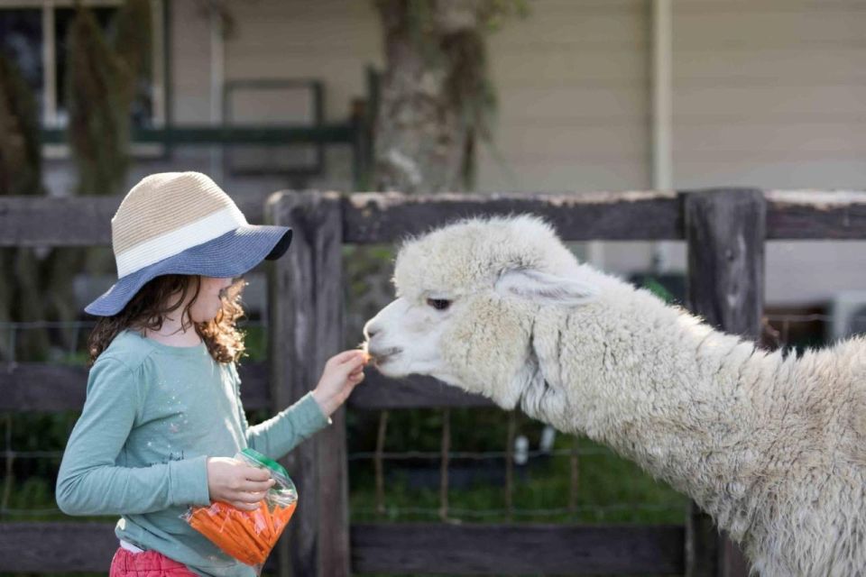 Cusco: Alpaca Therapy + Healing With Clay - Lunch - Private - Key Points