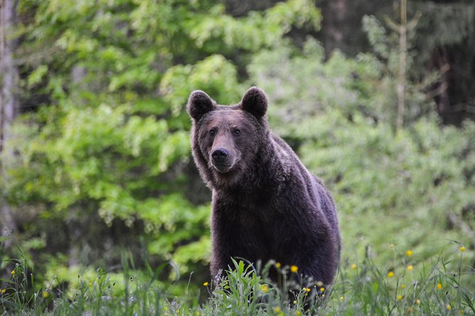 Day Trip & Bear Watching in the Land of Volcanoes - Good To Know