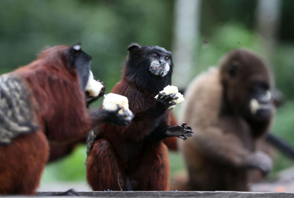 Day Trip on the Amazon River. - Key Points