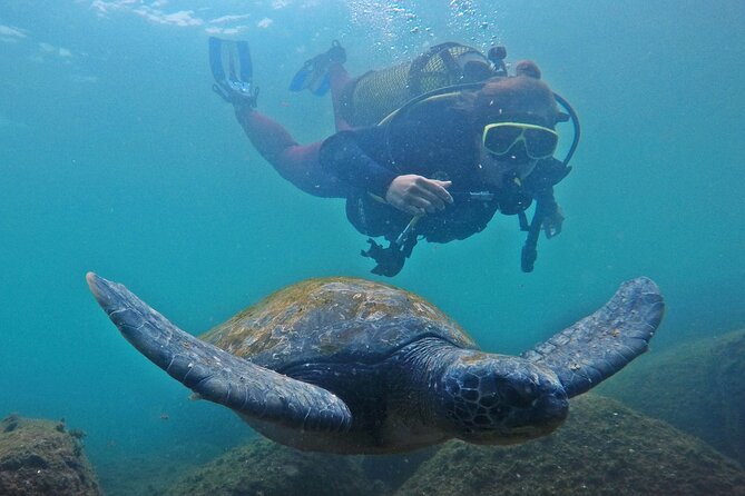 Diving With Turtles in Floripa - Key Points