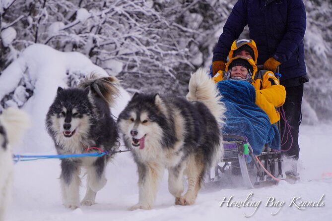 Dog Sled Adventure - Key Points