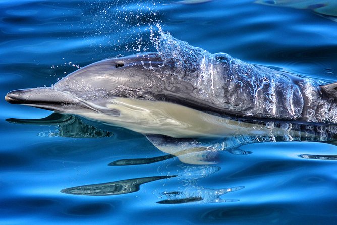 Dolphin & Wildlife Encounters - Key Points