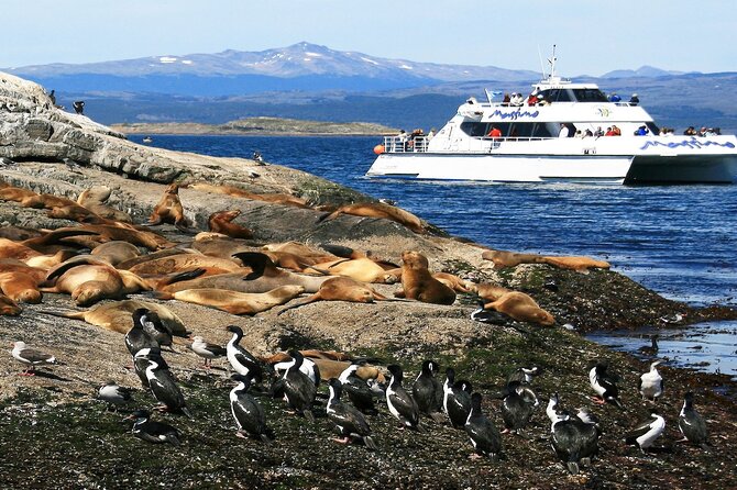 Explore Beagle Channel and Sea Lions Island on a Catamaran Cruise - Overview of the Catamaran Cruise