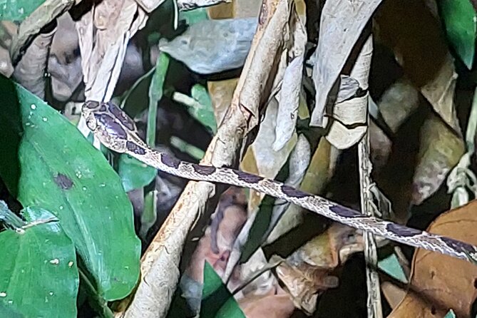 Explore the Dark Side of Nature: Manzanillo Refuge Night Walk - Overview of the Experience