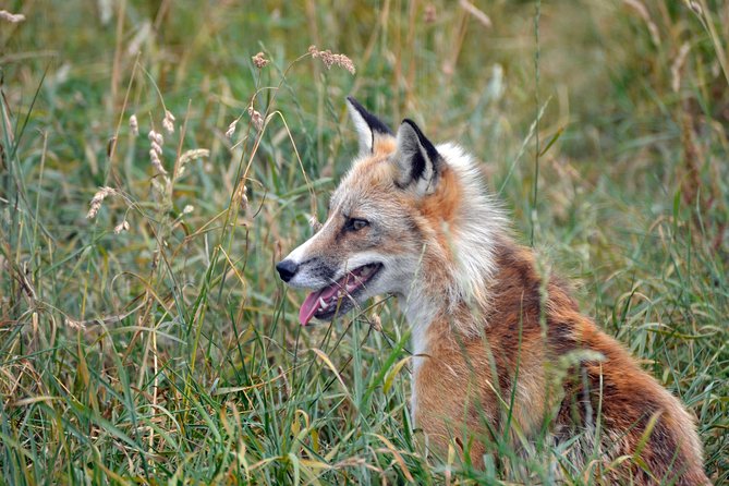 Fox Encounter for 2 People and Park Entry - Good To Know