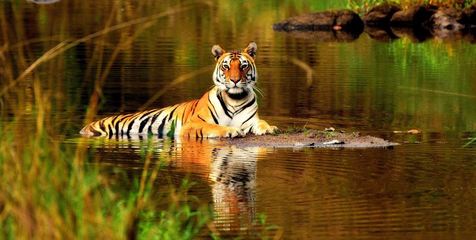 From Delhi: 5-Day Tiger Safari & Golden Triangle Tour - Key Points